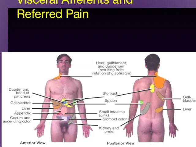 Visceral Afferents and Referred Pain