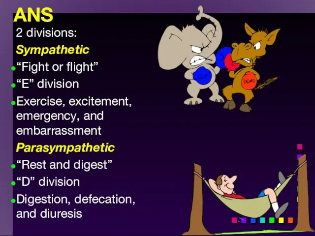 ANS 2 divisions: Sympathetic “Fight or flight” “E” division Exercise, excitement,