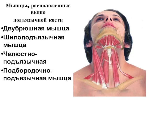 Мышцы, расположенные выше подъязычной кости Двубрюшная мышца Шилоподъязычная мышца Челюстно-подъязычная Подбородочно-подъязычная мышца