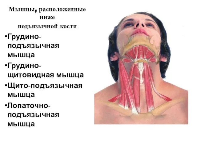 Мышцы, расположенные ниже подъязычной кости Грудино-подъязычная мышца Грудино-щитовидная мышца Щито-подъязычная мышца Лопаточно- подъязычная мышца