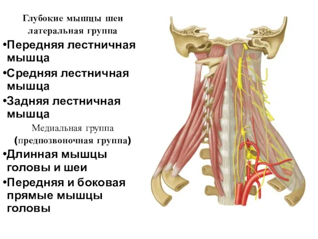 Глубокие мышцы шеи латеральная группа Передняя лестничная мышца Средняя лестничная мышца