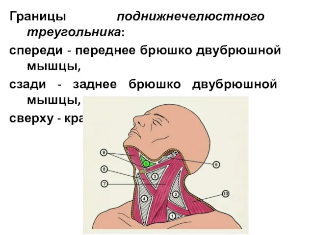 Границы поднижнечелюстного треугольника: спереди - переднее брюшко двубрюшной мышцы, сзади -