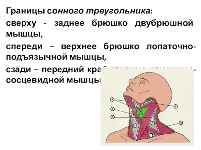 Границы сонного треугольника: сверху - заднее брюшко двубрюшной мышцы, спереди –