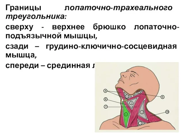 Границы лопаточно-трахеального треугольника: сверху - верхнее брюшко лопаточно-подъязычной мышцы, сзади –