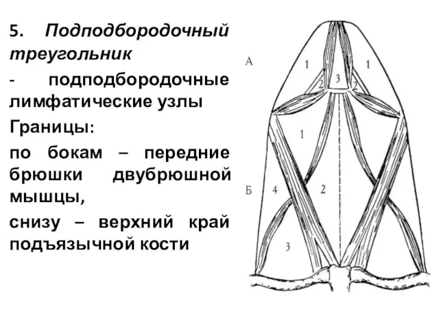 5. Подподбородочный треугольник - подподбородочные лимфатические узлы Границы: по бокам –