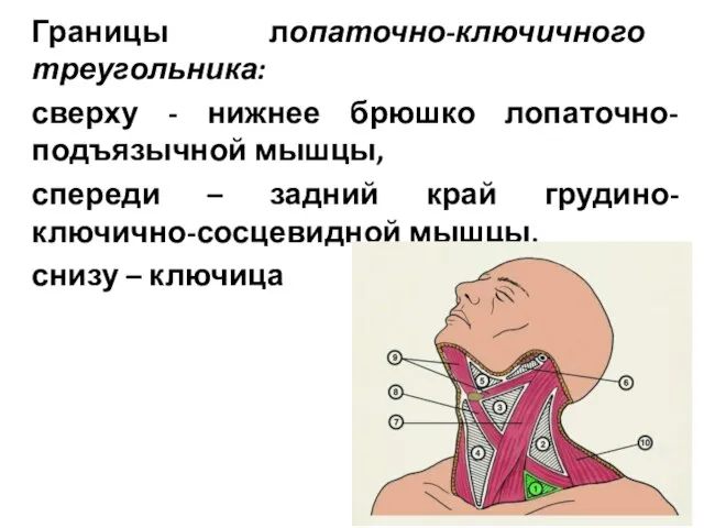 Границы лопаточно-ключичного треугольника: сверху - нижнее брюшко лопаточно-подъязычной мышцы, спереди –