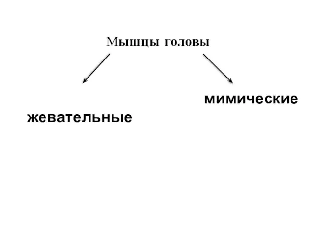 Мышцы головы мимические жевательные