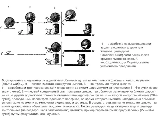 Формирование следования за подвижным объектом путем запечатления и факультативного научения (опыты