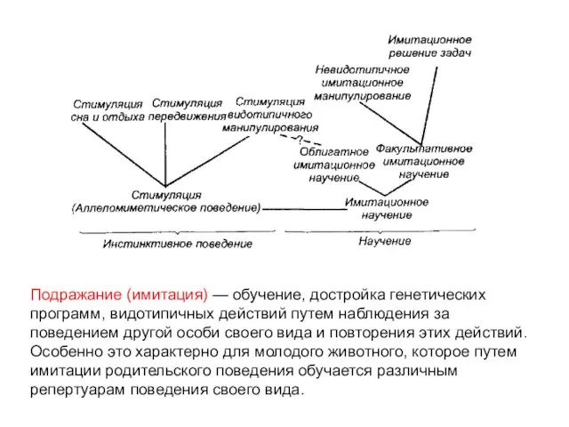 Подражание (имитация) — обучение, достройка генетических программ, видотипичных действий путем наблюдения