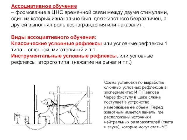 Ассоциативное обучение – формование в ЦНС временной связи между двумя стимулами,