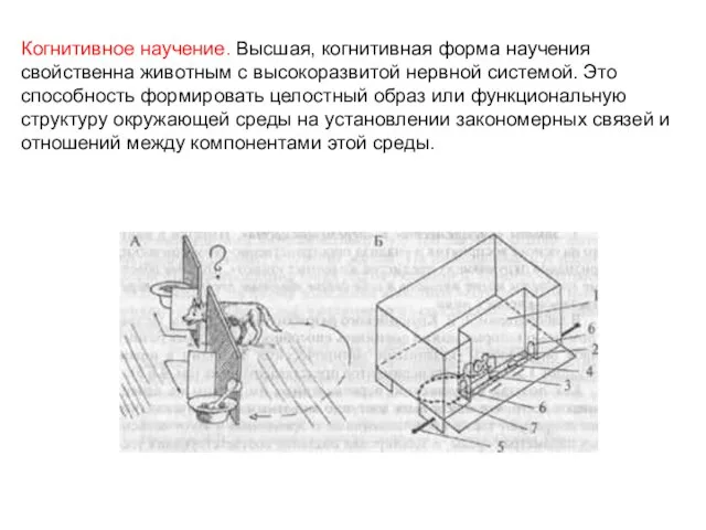 Когнитивное научение. Высшая, когнитивная форма научения свойственна животным с высокоразвитой нервной