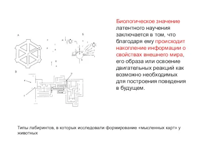 Биологическое значение латентного научения заключается в том, что благодаря ему происходит