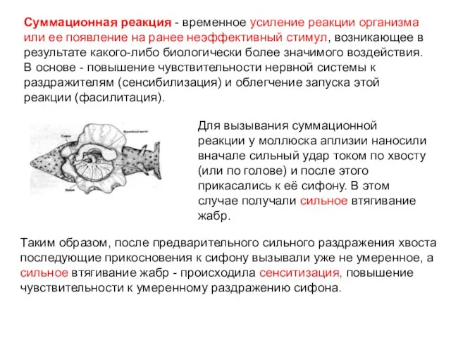 Суммационная реакция - временное усиление реакции организма или ее появление на