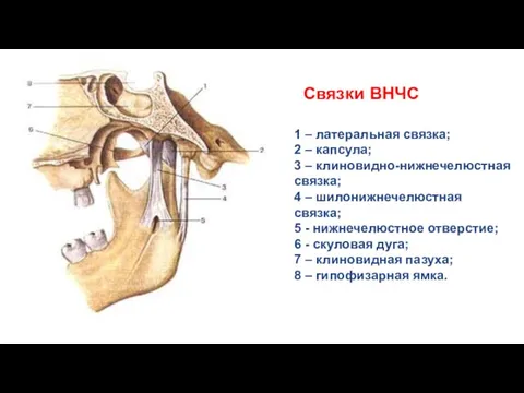 1 – латеральная связка; 2 – капсула; 3 – клиновидно-нижнечелюстная связка;