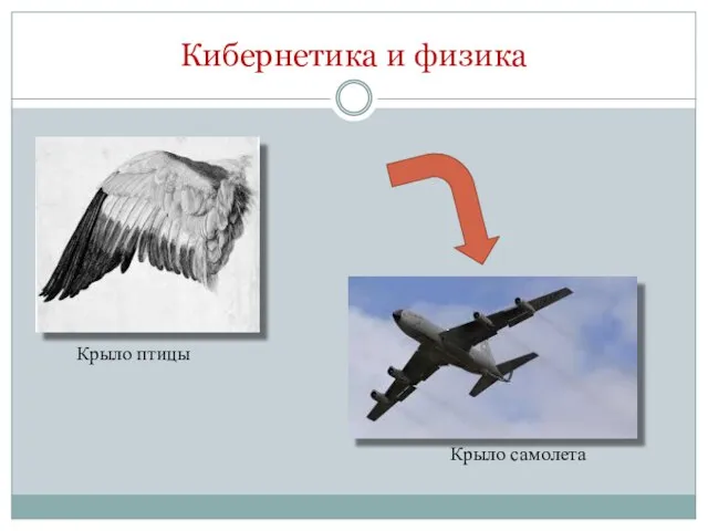 Кибернетика и физика Крыло птицы Крыло самолета