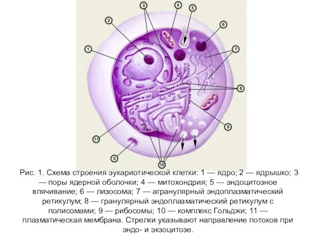 Рис. 1. Схема строения эукариотической клетки: 1 — ядро; 2 —