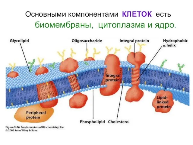 Основными компонентами КЛЕТОК есть биомембраны, цитоплазма и ядро.