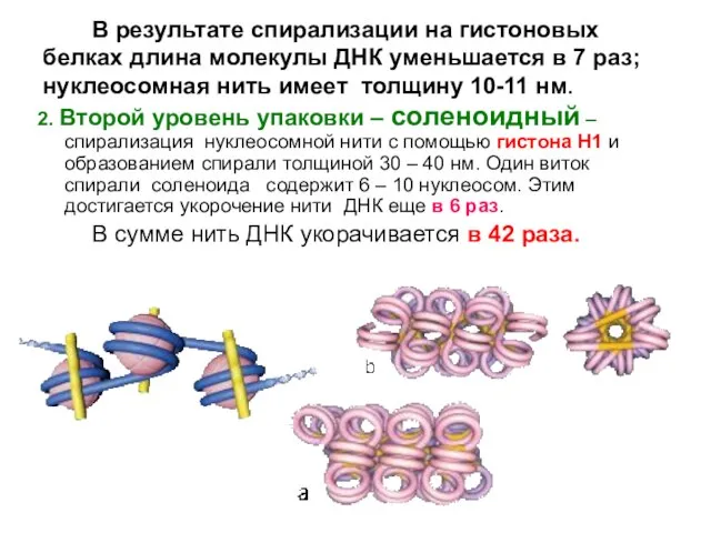 В результате спирализации на гистоновых белках длина молекулы ДНК уменьшается в