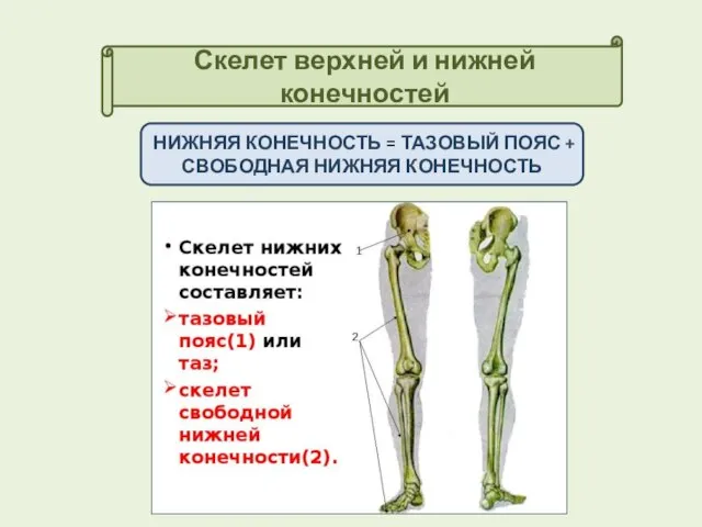 Скелет верхней и нижней конечностей НИЖНЯЯ КОНЕЧНОСТЬ = ТАЗОВЫЙ ПОЯС + СВОБОДНАЯ НИЖНЯЯ КОНЕЧНОСТЬ