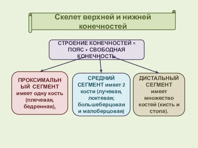 Скелет верхней и нижней конечностей СТРОЕНИЕ КОНЕЧНОСТЕЙ = ПОЯС + СВОБОДНАЯ