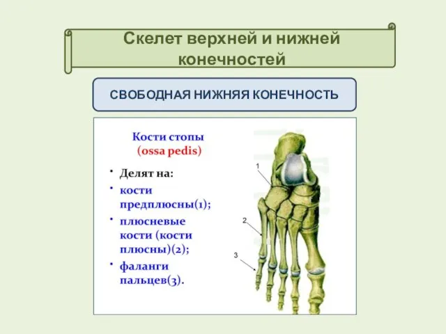 Скелет верхней и нижней конечностей СВОБОДНАЯ НИЖНЯЯ КОНЕЧНОСТЬ