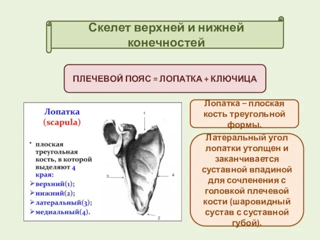 Скелет верхней и нижней конечностей ПЛЕЧЕВОЙ ПОЯС = ЛОПАТКА + КЛЮЧИЦА