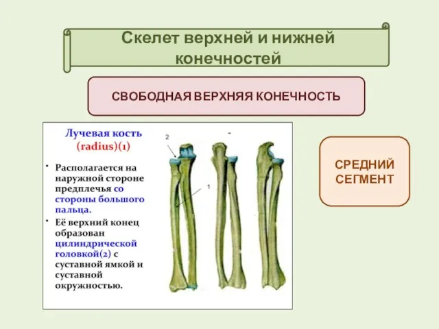 Скелет верхней и нижней конечностей СВОБОДНАЯ ВЕРХНЯЯ КОНЕЧНОСТЬ СРЕДНИЙ СЕГМЕНТ