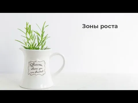 Зоны роста