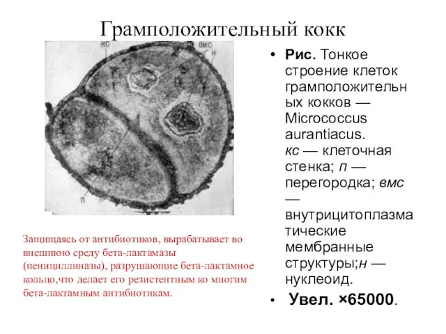 Грамположительный кокк Рис. Тонкое строение клеток грамположительных кокков — Micrococcus aurantiacus.