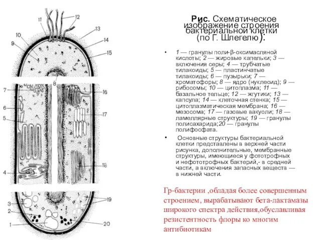 Рис. Схематическое изображение строения бактериальной клетки (по Г. Шлегелю): 1 —