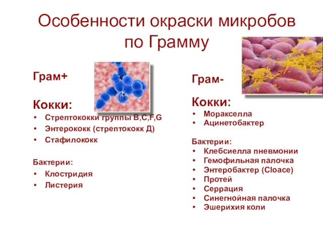 Особенности окраски микробов по Грамму Грам+ Кокки: Стрептококки группы В,С,F,G Энтерококк