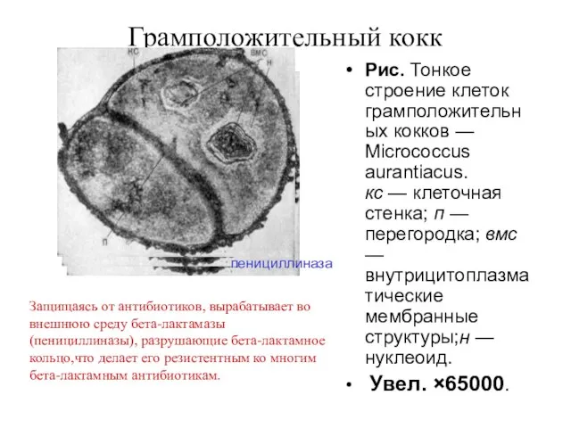 Грамположительный кокк Рис. Тонкое строение клеток грамположительных кокков — Micrococcus aurantiacus.