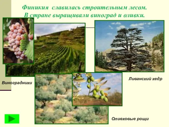 Финикия славилась строительным лесом. В стране выращивали виноград и оливки. Ливанский кедр Оливковые рощи Виноградники
