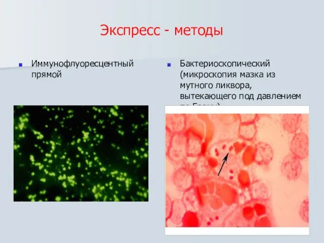 Экспресс - методы Иммунофлуоресцентный прямой Бактериоскопический (микроскопия мазка из мутного ликвора, вытекающего под давлением по Граму)