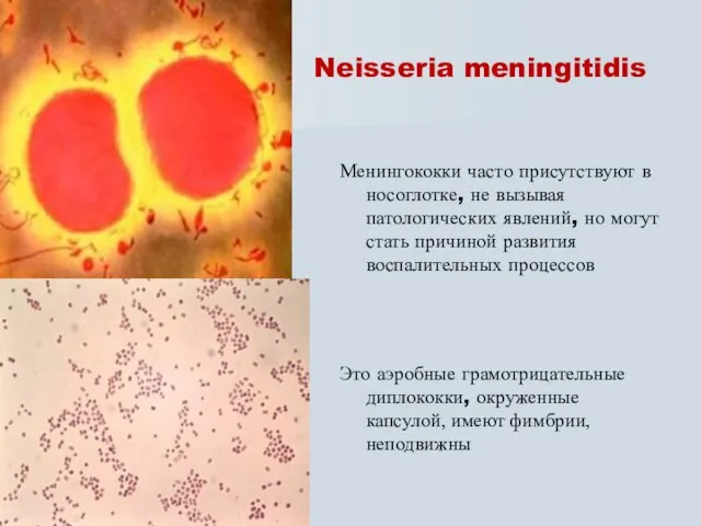 Neisseria meningitidis Менингококки часто присутствуют в носоглотке, не вызывая патологических явлений,