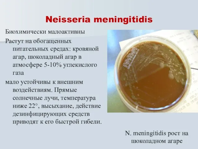 Neisseria meningitidis Биохимически малоактивны Растут на обогащенных питательных средах: кровяной агар,