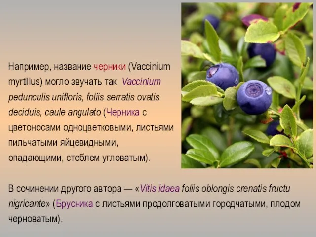 Например, название черники (Vaccinium myrtillus) могло звучать так: Vaccinium pedunculis unifloris,