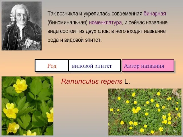 Род видовой эпитет Так возникла и укрепилась современная бинарная (биноминальная) номенклатура,