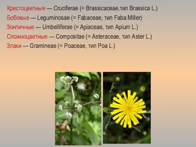 Крестоцветные — Cruciferae (= Brassicaceae,тип Brassica L.) Бобовые — Leguminosae (=