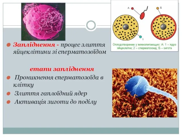 Запліднення - процес злиття яйцеклітини зі сперматозоїдом етапи запліднення Проникнення сперматозоїда