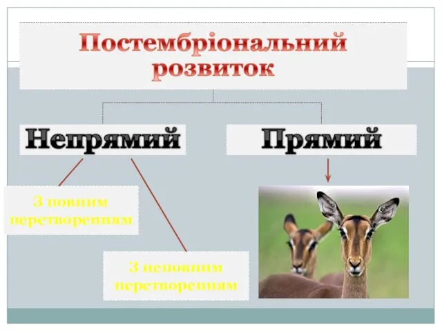 З повним перетворенням З неповним перетворенням