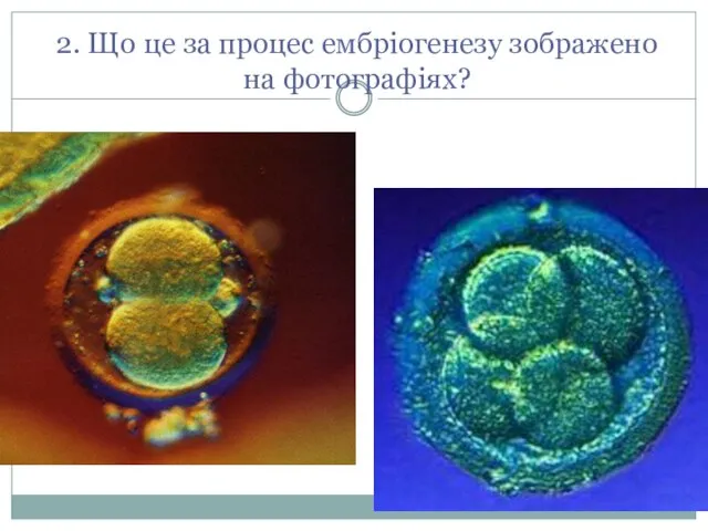 2. Що це за процес ембріогенезу зображено на фотографіях?