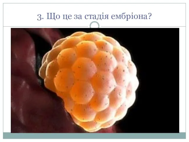 3. Що це за стадія ембріона?