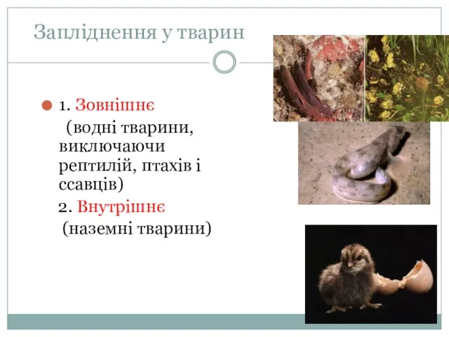 Запліднення у тварин 1. Зовнішнє (водні тварини, виключаючи рептилій, птахів і ссавців) 2. Внутрішнє (наземні тварини)