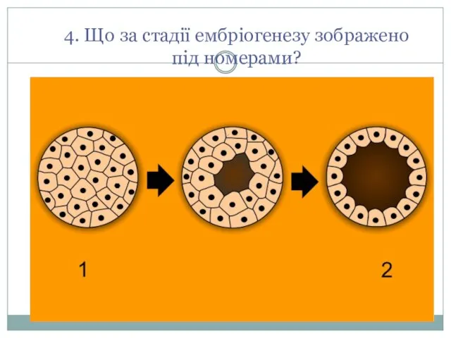 4. Що за стадії ембріогенезу зображено під номерами?