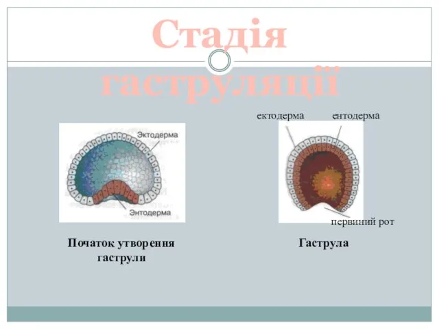 Стадія гаструляції Початок утворення гаструли Гаструла ектодерма ентодерма первиний рот