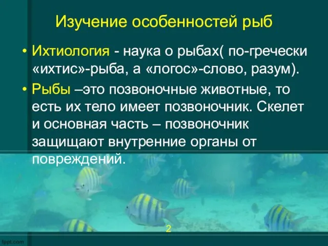 Изучение особенностей рыб Ихтиология - наука о рыбах( по-гречески «ихтис»-рыба, а