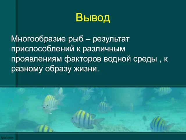 Вывод Многообразие рыб – результат приспособлений к различным проявлениям факторов водной