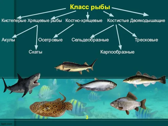 Класс рыбы Кистеперые Хрящевые рыбы Костно-хрящевые Костистые Двоякодышащие Акулы Осетровые Сельдеобразные Тресковые Скаты Карпообразные