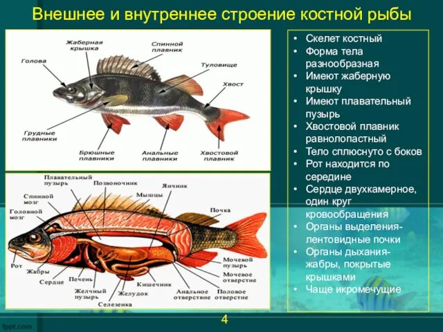 Внешнее и внутреннее строение костной рыбы Скелет костный Форма тела разнообразная